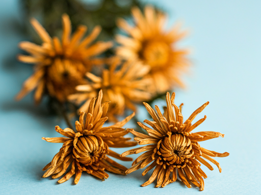 image of Dried Spider Mums